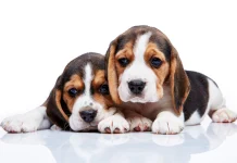 Nueva vacuna reduce hasta 80 % la infección por leishmaniosis en perros nueva-vacuna-reduce-hasta-80-%-la-infeccion-por-leishmaniosis-en-perros