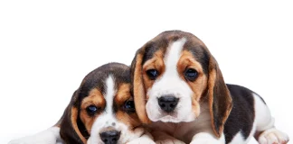 Nueva vacuna reduce hasta 80 % la infección por leishmaniosis en perros nueva-vacuna-reduce-hasta-80-%-la-infeccion-por-leishmaniosis-en-perros