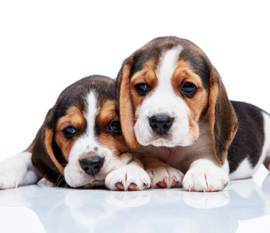 Nueva vacuna reduce hasta 80 % la infección por leishmaniosis en perros nueva-vacuna-reduce-hasta-80-%-la-infeccion-por-leishmaniosis-en-perros