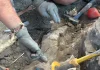 Restos fósiles hallados en Igea apuntan a una especie de dinosaurio no descrita restos-fosiles-hallados-en-igea-apuntan-a-una-especie-de-dinosaurio-no-descrita