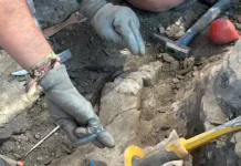 Restos fósiles hallados en Igea apuntan a una especie de dinosaurio no descrita restos-fosiles-hallados-en-igea-apuntan-a-una-especie-de-dinosaurio-no-descrita